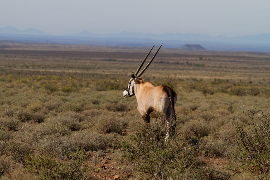 04 - Karoo NP (16).jpg